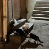 People leave out cat food on the steps to their buildings step at night