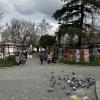 Some pigeons enjoying lunch, and in the background, there are handmade headdresses for women, which are required to be worn when women go to church here 