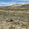 A lone tortoise walking in the desert region of the park!