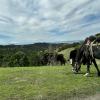A horse ranchers use to herd their cattle