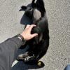 The dog in our town loved belly rubs