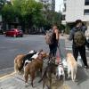 Buenos Aires is full of dogs and pets!