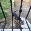 A street dog visits my patio