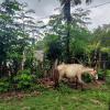 A neighbor's horse grazing in my yard; many of the people in my town own horses and use them for transportation and work
