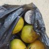 A bag of mangoes that I bought at a local fruit stand and brought back to my house on my bike