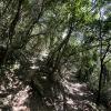 On our trail paths in the woods, everywhere looked beautiful!