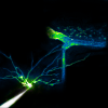 You'll notice that this neuron is a bit different compared to the other ones, because it is most likely a basket cell, not a pyramidal cell... this image perplexed my peers and me as it appears the neuron is interacting with the blood vessel!