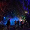 There was an amazing light show walk on the esplanade during the Cairns' Festival