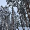 After I get off the bus that takes me to my field site, I walk past these incredible winter cabins!