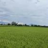 Rice is a major crop in Yunlin and helps feed people all around the island