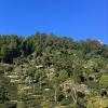 In Taiwan, the best tea is grown in neat rows on the tops of the tallest mountains