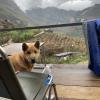 This dog really wanted to sleep in my tent! 