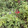 There were flowers like this throughout the route!