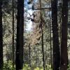 Look at the trees: they are completely covered in butterflies!