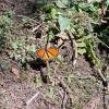 A little fellow that fell from the trees above--don't worry, he was safe!