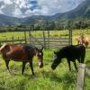Por estar en el campo, es muy muy común ver animales mientras paseo, incluse caballos