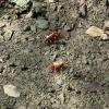 In the wetland park, we got to see the mangrove mudflats and the crabs (i螃蟹 / pángxiè in Chinese) who call this environment home