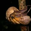 This is a juvenile (young) coconut crab!!