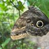 Why do you think this butterfly has such a distinctive pattern on its wings?