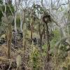 A few of the unique plants that grow on the Galapagos Islands.
