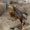 A yellow iguana from North Seymour Island.