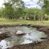 Giant tortoises on Santa Cruz Island use small pools to cool down during the day.