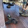 Sea lions like to just hang out on the docks.