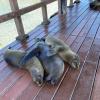 Some baby sea lions!
