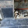 A beautiful husky dog outside of the salami shop