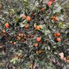 A close-up shot of an orange tree on a Valencian farm