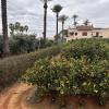 On this orange farm in Valencia, they grow many different citrus plants in addition to the Navel and Blood orange varieties