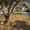 On a walk around the city, we came across four cats together!