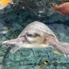 A pig-nosed turtle from the Poema del Mar Aquarium in Gran Canaria