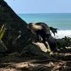 A "cariblanco" (white-faced monkey)!