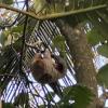 We saw a momma sloth and her baby in a tree while we were enjoying our dinner!