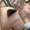 There are so many beautiful butterflies near the falls