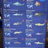 A list of different marine organisms in the aquarium....have you seen any of them before?