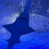 It’s incredible to see the diversity of sharks in the aquarium