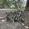 A family of yellow monkeys - the park also had a red monkey species