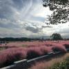 Cheomseongdae Pink Muhly