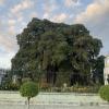 One of the largest trees in the world in El Tule