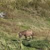 I spotted a horse while hiking in the mountains - definitely something you don’t see in the city!