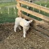 This baby lamb was only 9 days old!