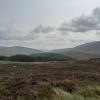 The Wicklow Mountains are covered with beautiful and fragrant purple flowers, known as heather