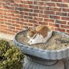 Schroding, the high school mascot, resting outside
