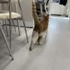 Schroding, the high school mascot, exploring the teacher's office
