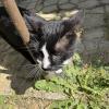 A cat I found while having breakfast in a nearby village :)
