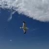 Seagulls are everywhere in Türkiye, and they love to eat simit (Turkish bagels)