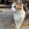 A cat in the city center of Çanakkale