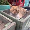 Of course, there are cats everywhere in Türkiye!